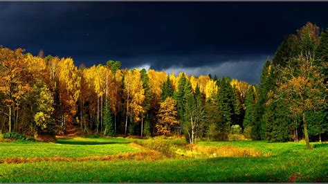 Download Finland Yellow Green Grass Tree Nature Forest HD Wallpaper