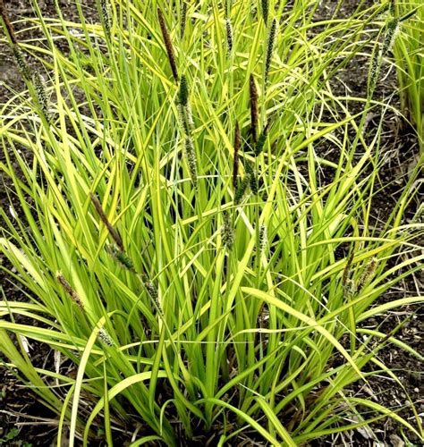 Bowles' Golden Sedge | Tall Yellow Grass | Carex elata 'Aurea'