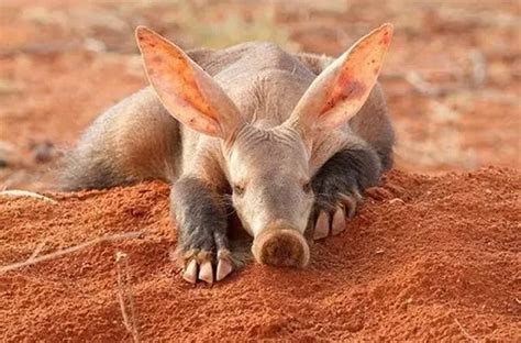 Amazing Facts about Aardvarks - Secret Africa