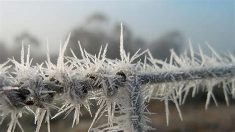 Frost damage slashes harvest estimate - ABC News