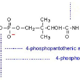 Structure of Coenzyme A. | Download Scientific Diagram