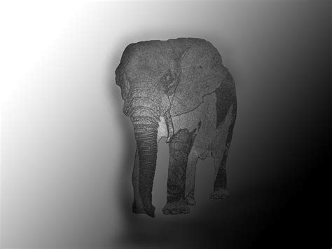 Fotos gratis : mano, en blanco y negro, mascota, monocromo, elefante, pintura, de cerca ...