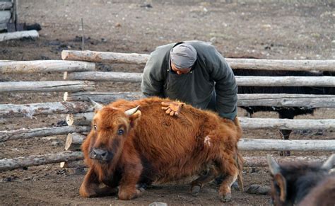 Impacts of Changing Climate on Mongolia’s nomadic herder | United Nations Development Programme