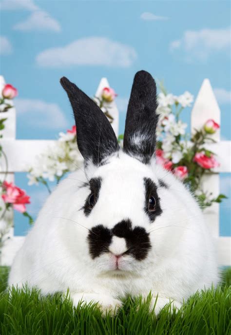 Black and White Rabbit Breeds Make The Best Pet Bunnies!