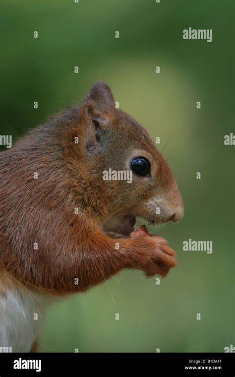 Red Squirrel eating a hazelnut Stock Photo - Alamy