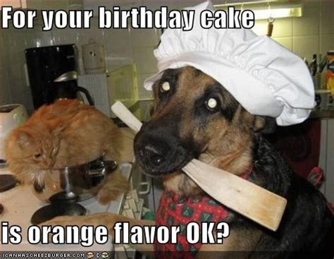 For your birthday cake is orange flavor OK? | Funny dog memes, Funny dog pictures, Funny dogs