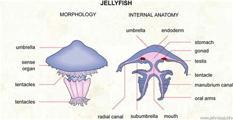 Appearance - Moon jellyfish