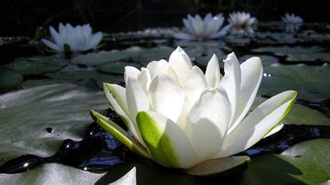 Zen Lotus Wallpapers - Top Free Zen Lotus Backgrounds - WallpaperAccess