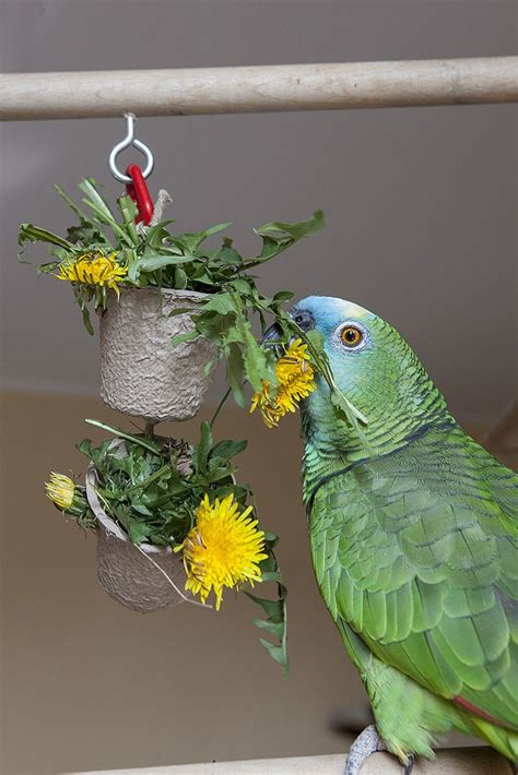 Foraging with dandelions | Parrot toys, Diy bird toys, Parrot