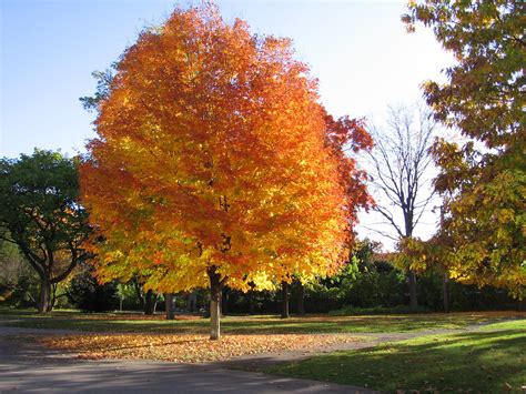 Omeka@CTL | UVM Tree Profiles : Norway Maple : Invasive Species?