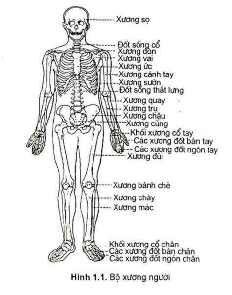 Xem hơn 100 ảnh về hình vẽ bộ xương người - NEC