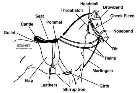 English Horse Bridles & Saddle - Bing Images | English horse tack, Horse tack, English horse