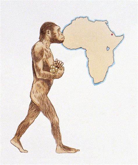 Bone And Joint Clinic, Human Family Tree, Brain Size, Early Humans, Museum Tours, Human ...