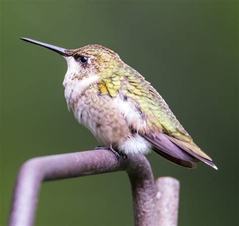 Birds of Raymondale, Falls Church, VA: Ruby-throated Hummingbird: Fall Migration and Hurricanes