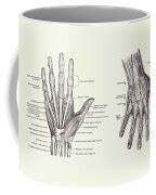 Human Hand Anatomy - Dual View - Vintage Diagram 2 Drawing by Vintage ...