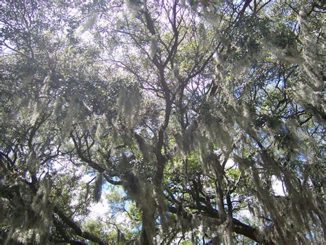 Savannah Trees by christrickler on DeviantArt