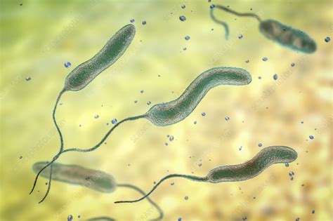 Cholera bacteria, illustration - Stock Image - F036/6271 - Science Photo Library