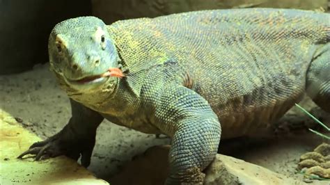 Le varan, impressionnant reptile - YouTube