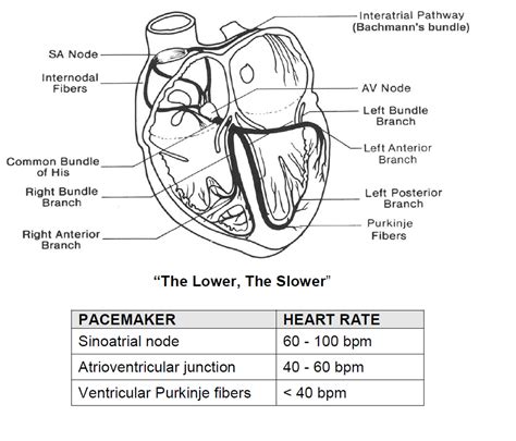 Cardiac Electrical Conduction System Diagram Quizlet Venn Diagram Readwritethink