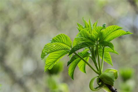 California Buckeye Tree Growing New Leaves, California Stock Image ...