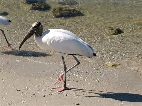 Wildlife Sanctuary - Sebastian Inlet District