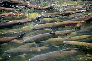 Ketchikan: The Salmon Capital of the World | Ketchikan Fishing Lodge