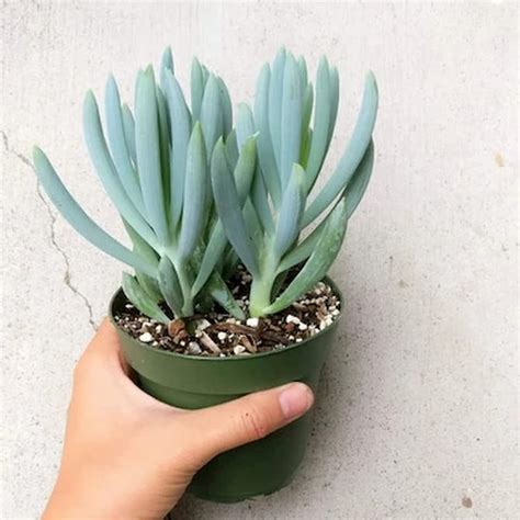 Senecio mandraliscae - Succulent Plant | Airifier