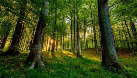 Summer forest - Forests & Nature Background Wallpapers on Desktop Nexus ...