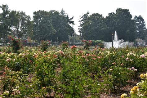 Peninsula Park Rose Garden in Portland, Oregon Stock Image - Image of ...