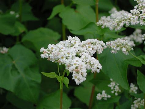 Buckwheat Flower