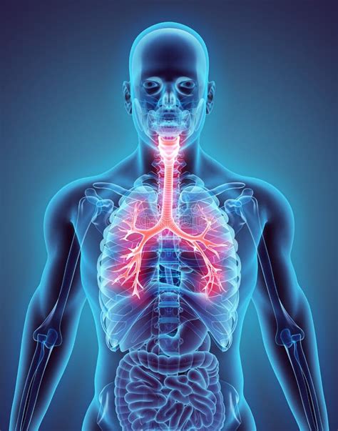 3D Illustration of Larynx Trachea Bronchi. Stock Illustration - Illustration of breathing ...