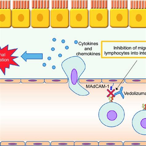 Mechanism of action of tumor necrosis factor (TNF) inhibitors. MAPK,... | Download Scientific ...