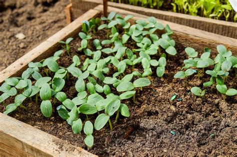 Shoots of Cucumbers. Dicotyledonous Leaves. Seedlings Cucumbers Stock Image - Image of fresh ...