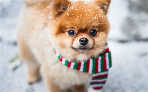 Download wallpapers Pomeranian Spitz, little cute dog, winter, snow, pets for desktop free ...