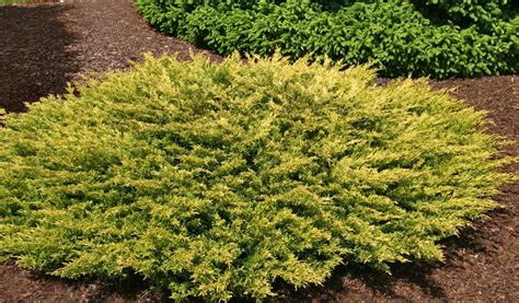 Juniperus horizontalis ' Limeglow ' Dwarf Golden Creeping Juniper - Kigi Nursery