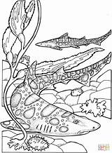 Leopard Sharks coloring Page  Free Printable Coloring Pages sketch template