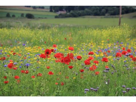 Poppy Flower Meaning - Harvest Indoor