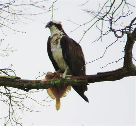 The Brownstone Birding Blog: Fishing For A Fish Hawk In The Rain