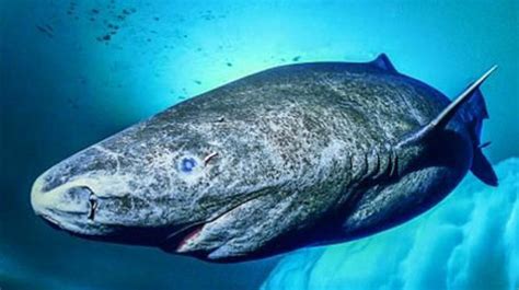 Oldest Shark Alive [2022] Meet The Greenland Grandfather