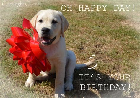 Dog Birthday Wishes Quotes - ShortQuotes.cc