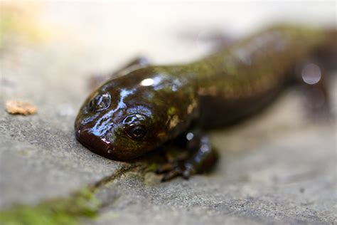 Idaho State Amphibian | Idaho Giant Salamander