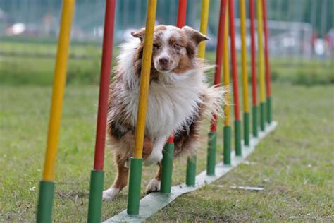 Australian Shepherd Herding | Herding Dog Breeds Pictures and Information