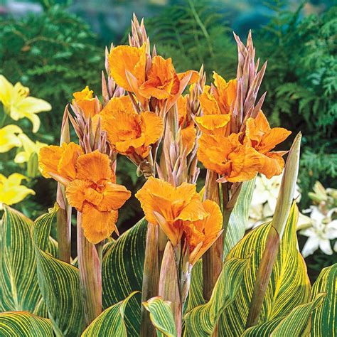 Pretoria Canna Lily Dormant Flowering Bare Root Plants, Bulbs & Seeds ...