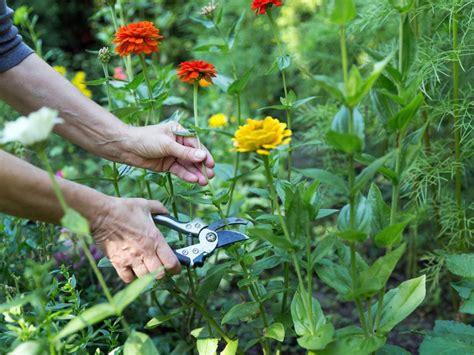 How To Harvest Cut Flowers: Harvesting Flowers From Cutting Gardens