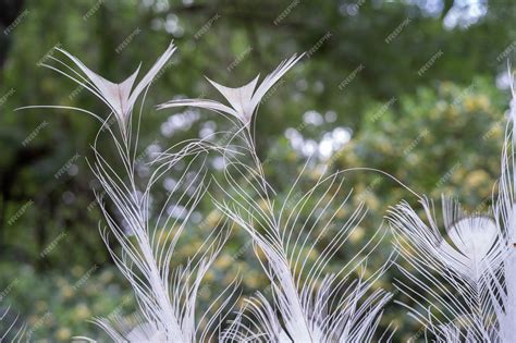 Premium Photo | Detail of the beautiful white feathers of a white colored peacock during the ...