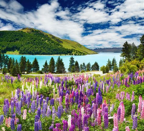 Lake Tekapo, New Zealand Stock Image - Image: 14228351