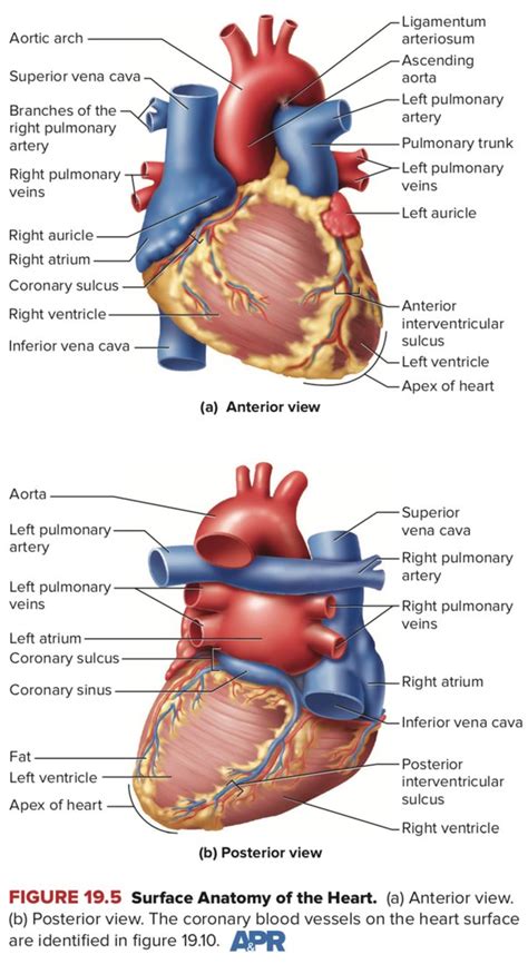 Pulmonary Trunk