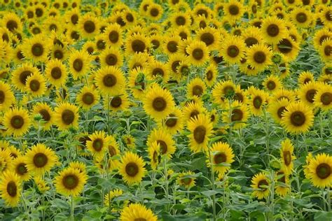 6 Beautiful Sunflower Fields in Japan | Kyuhoshi