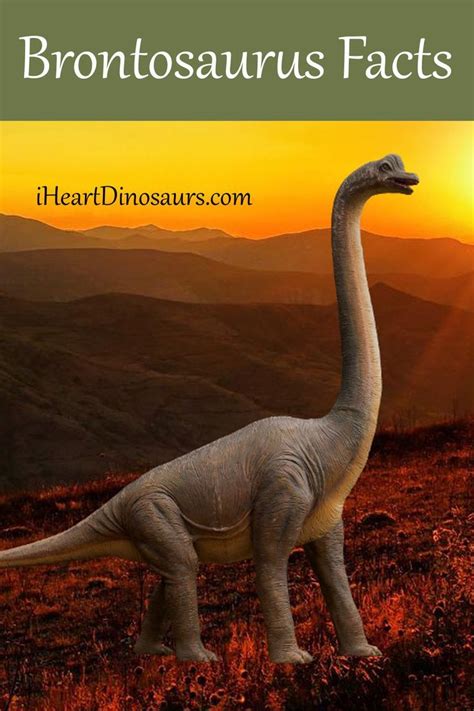 Brontosaurus Facts - Everything about the dinosaur with a long neck ...