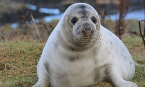 Study offers detailed insight into early-life behavior of grey seal ...